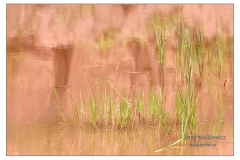 _DSC7086s