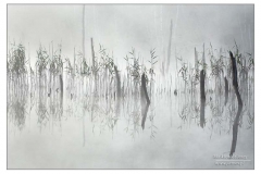 _MUZ0137