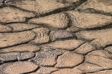 W skromnej skorupce z błotka…