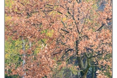 _JMC5599