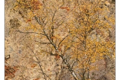 _BNI4091