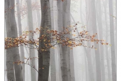 _BNI5752