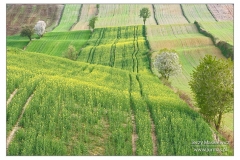 _RZT0495