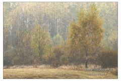 _GSW4597