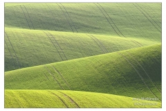 _MOR8356