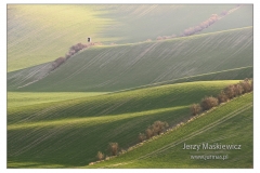_MOR8655