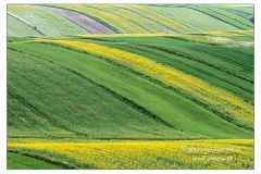 ROZ5346