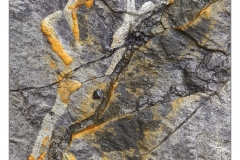 WIS0981s
