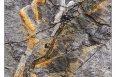 WIS0981s