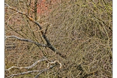 POD2581